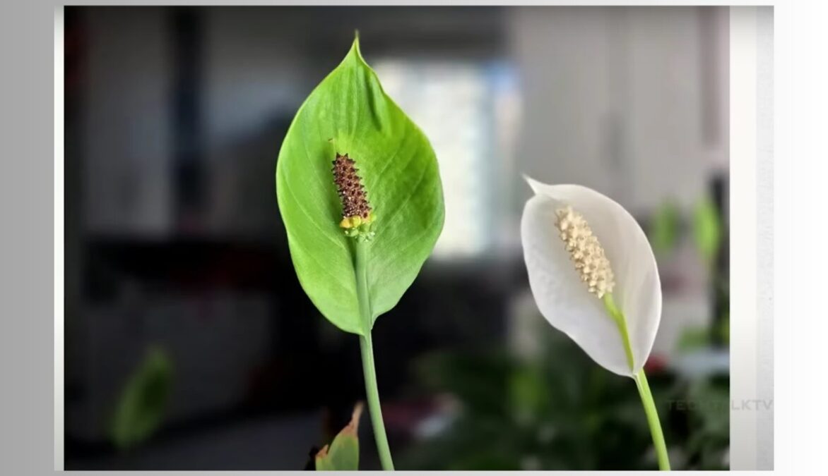 Samsung Galaxy S26 Ultra photo